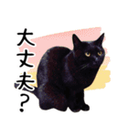 “ゆるっと日常”マチャん家のにゃんこ編（個別スタンプ：10）