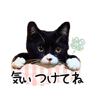 “ゆるっと日常”マチャん家のにゃんこ編（個別スタンプ：11）