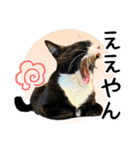 “ゆるっと日常”マチャん家のにゃんこ編（個別スタンプ：12）