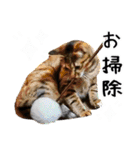 “ゆるっと日常”マチャん家のにゃんこ編（個別スタンプ：17）