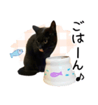 “ゆるっと日常”マチャん家のにゃんこ編（個別スタンプ：18）