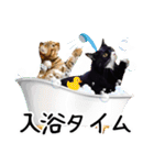 “ゆるっと日常”マチャん家のにゃんこ編（個別スタンプ：19）