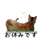 “ゆるっと日常”マチャん家のにゃんこ編（個別スタンプ：20）