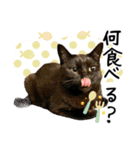 “ゆるっと日常”マチャん家のにゃんこ編（個別スタンプ：21）