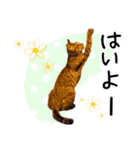 “ゆるっと日常”マチャん家のにゃんこ編（個別スタンプ：25）