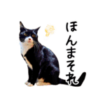 “ゆるっと日常”マチャん家のにゃんこ編（個別スタンプ：26）