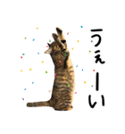 “ゆるっと日常”マチャん家のにゃんこ編（個別スタンプ：28）