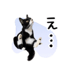 “ゆるっと日常”マチャん家のにゃんこ編（個別スタンプ：29）
