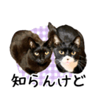 “ゆるっと日常”マチャん家のにゃんこ編（個別スタンプ：31）