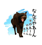 “ゆるっと日常”マチャん家のにゃんこ編（個別スタンプ：32）