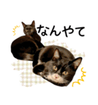 “ゆるっと日常”マチャん家のにゃんこ編（個別スタンプ：33）