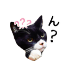 “ゆるっと日常”マチャん家のにゃんこ編（個別スタンプ：34）