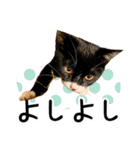 “ゆるっと日常”マチャん家のにゃんこ編（個別スタンプ：36）