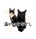 “ゆるっと日常”マチャん家のにゃんこ編（個別スタンプ：37）