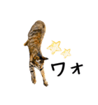 “ゆるっと日常”マチャん家のにゃんこ編（個別スタンプ：38）