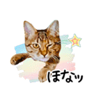 “ゆるっと日常”マチャん家のにゃんこ編（個別スタンプ：40）