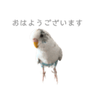 セキセイインコのシルちゃん4（個別スタンプ：1）