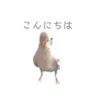 セキセイインコのシルちゃん4（個別スタンプ：2）