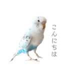 セキセイインコのシルちゃん4（個別スタンプ：3）