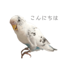 セキセイインコのシルちゃん4（個別スタンプ：4）