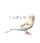 セキセイインコのシルちゃん4（個別スタンプ：5）