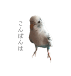 セキセイインコのシルちゃん4（個別スタンプ：6）