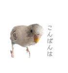 セキセイインコのシルちゃん4（個別スタンプ：7）