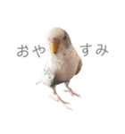 セキセイインコのシルちゃん4（個別スタンプ：8）