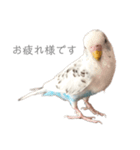 セキセイインコのシルちゃん4（個別スタンプ：9）