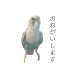セキセイインコのシルちゃん4（個別スタンプ：10）