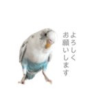 セキセイインコのシルちゃん4（個別スタンプ：11）