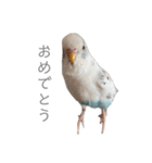 セキセイインコのシルちゃん4（個別スタンプ：13）