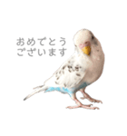 セキセイインコのシルちゃん4（個別スタンプ：14）