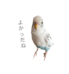 セキセイインコのシルちゃん4（個別スタンプ：15）