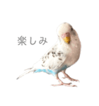 セキセイインコのシルちゃん4（個別スタンプ：16）