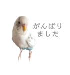 セキセイインコのシルちゃん4（個別スタンプ：17）