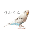 セキセイインコのシルちゃん4（個別スタンプ：18）