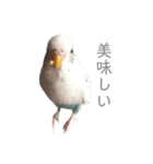 セキセイインコのシルちゃん4（個別スタンプ：20）