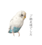 セキセイインコのシルちゃん4（個別スタンプ：21）