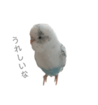 セキセイインコのシルちゃん4（個別スタンプ：22）