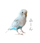 セキセイインコのシルちゃん4（個別スタンプ：23）