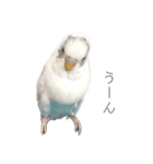 セキセイインコのシルちゃん4（個別スタンプ：24）