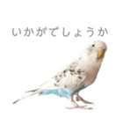 セキセイインコのシルちゃん4（個別スタンプ：27）