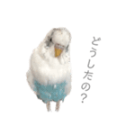 セキセイインコのシルちゃん4（個別スタンプ：28）