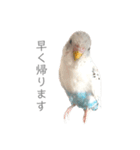 セキセイインコのシルちゃん4（個別スタンプ：33）
