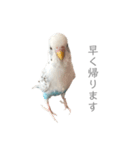 セキセイインコのシルちゃん4（個別スタンプ：34）