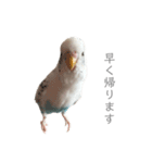セキセイインコのシルちゃん4（個別スタンプ：35）