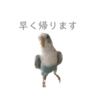 セキセイインコのシルちゃん4（個別スタンプ：36）