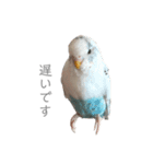 セキセイインコのシルちゃん4（個別スタンプ：37）