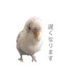 セキセイインコのシルちゃん4（個別スタンプ：38）